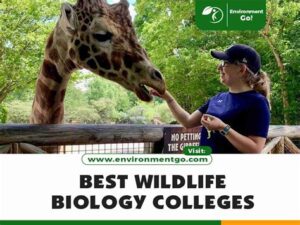 Best colleges for wildlife biology